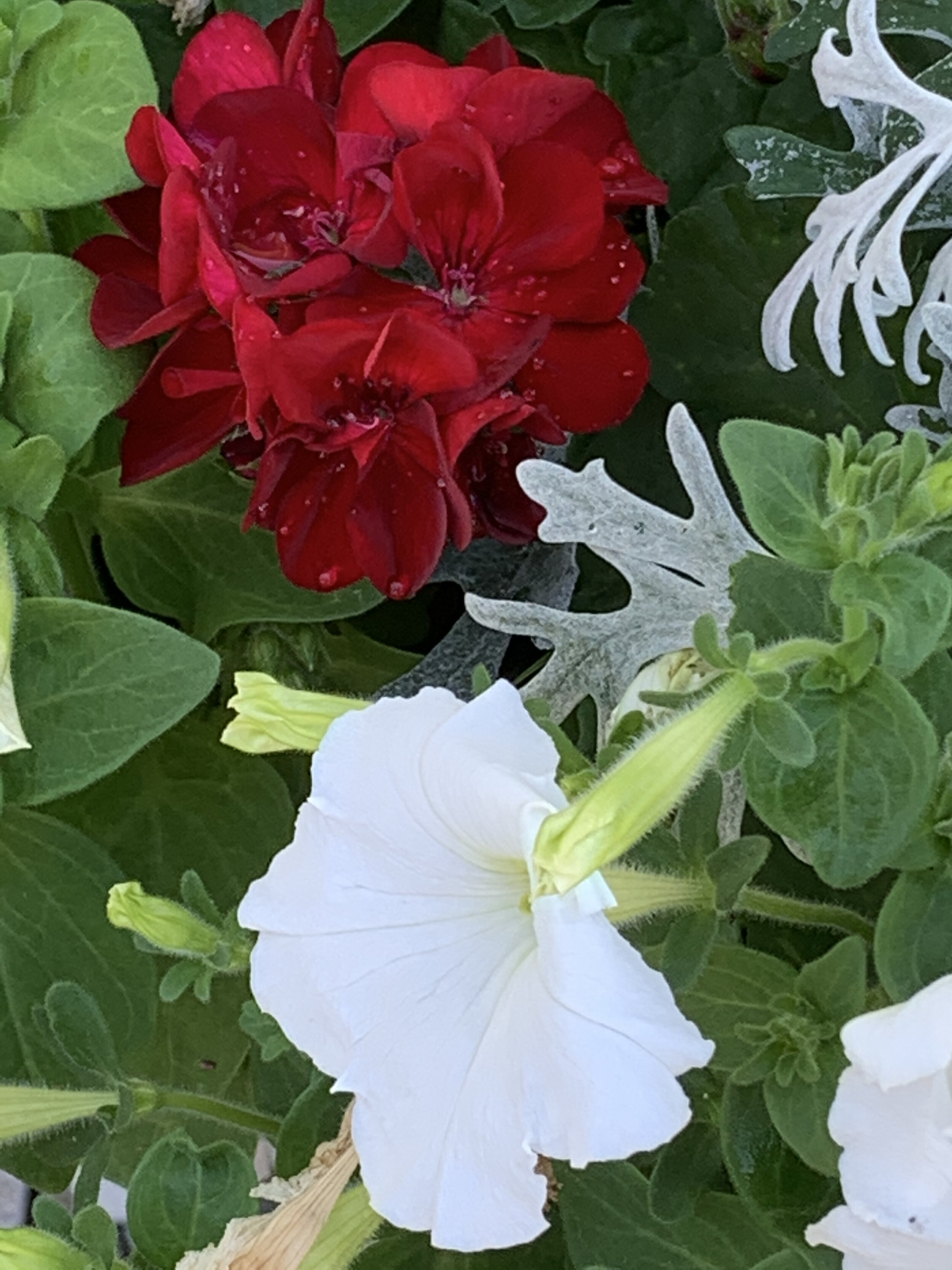 red and white flowers.jpeg