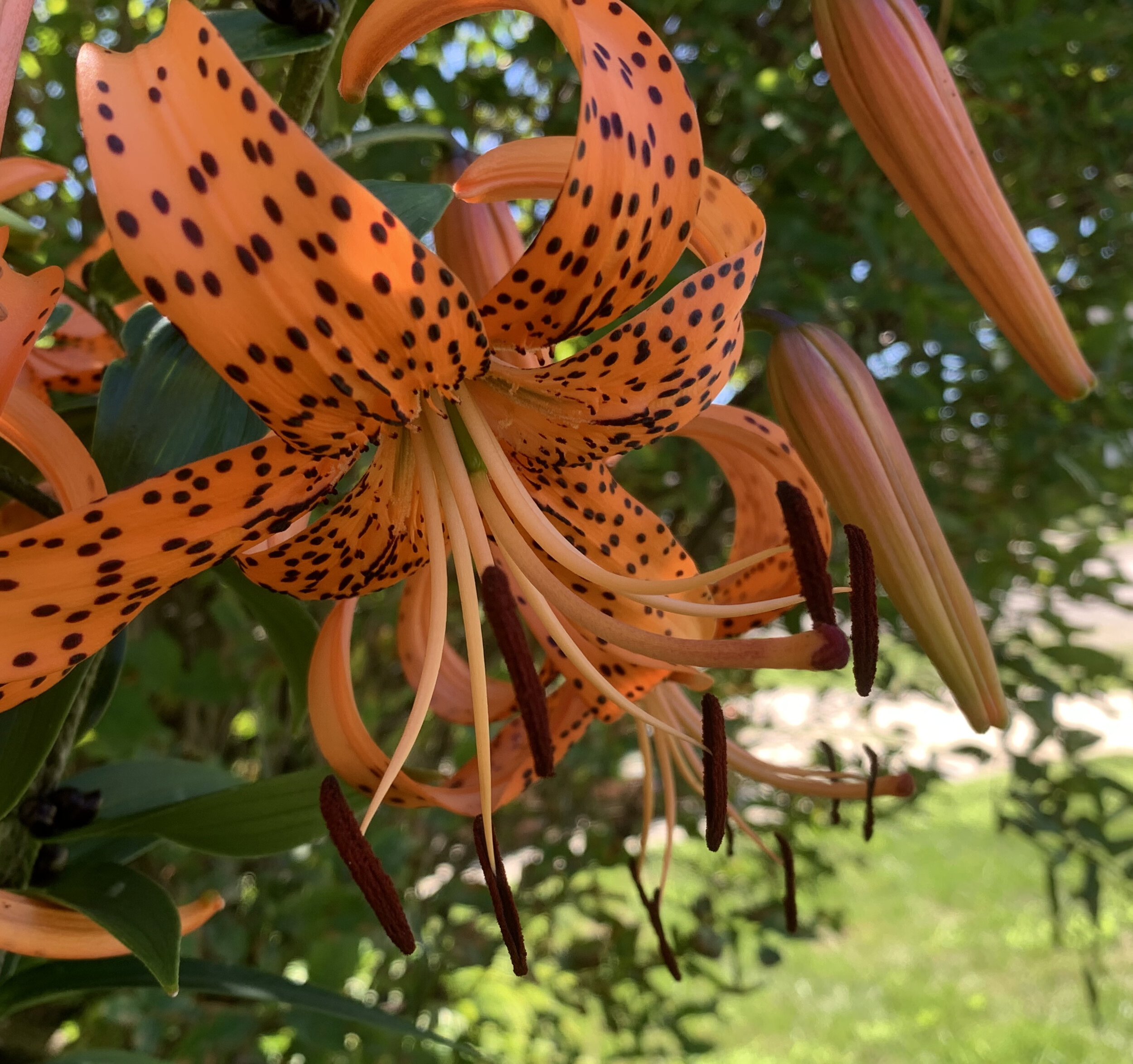 orange and brown spotted flower.jpeg