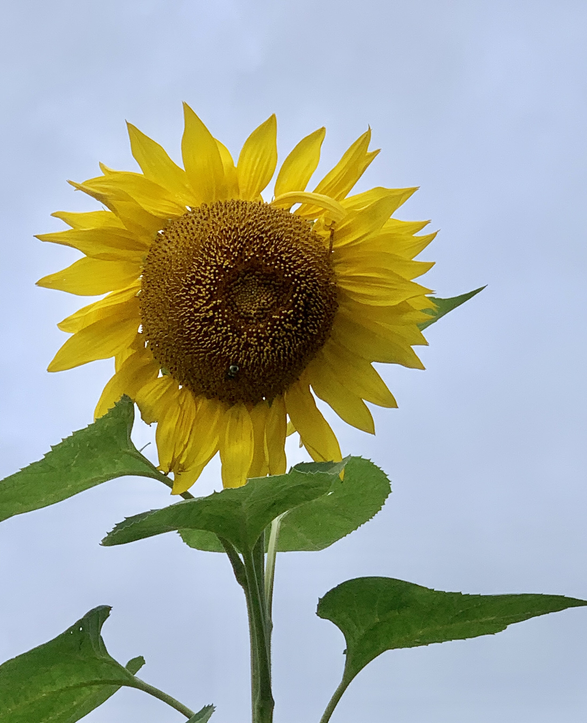 giant sunflower with bee.jpeg