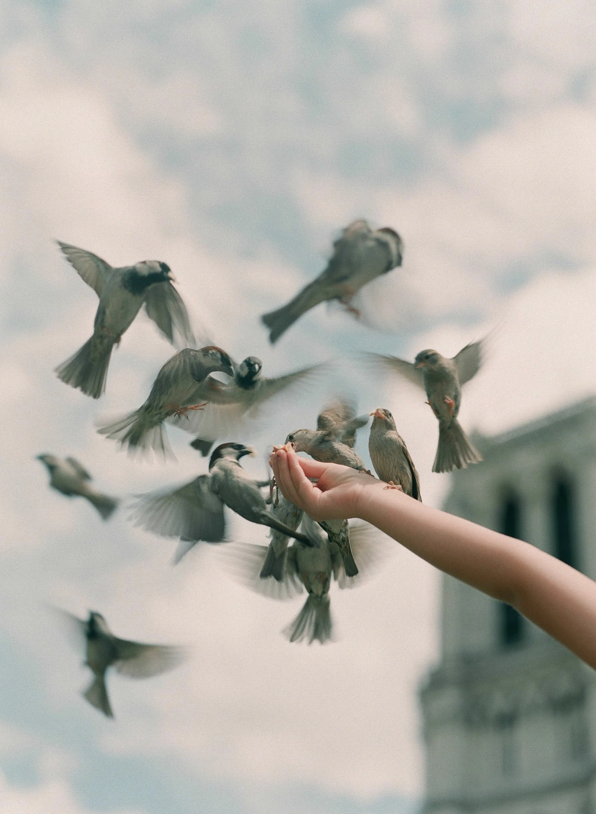 1b_elizabeth messina_0040_doves.jpg