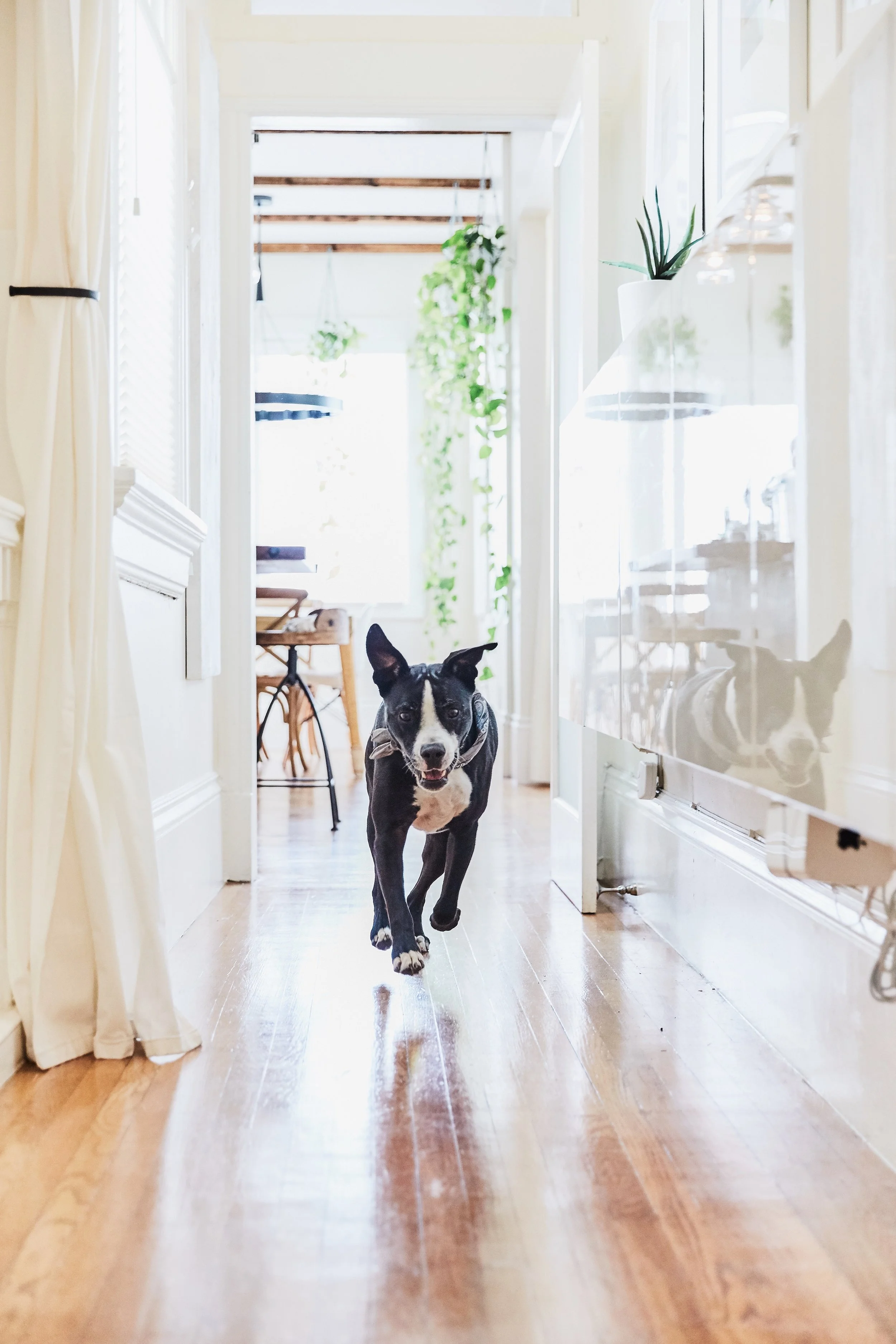 Designing with Your Dog in Mind