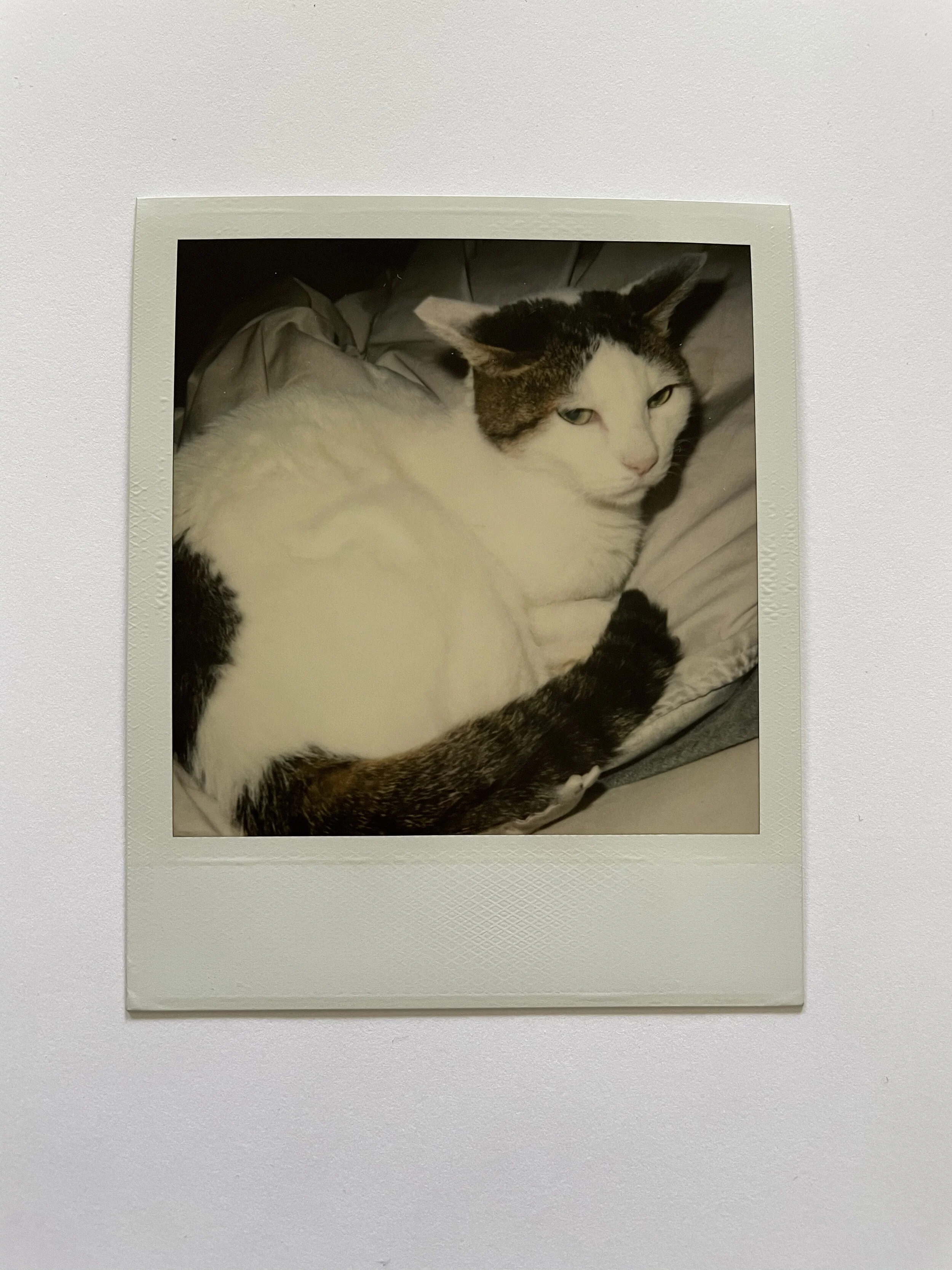 Nobuyoshi Araki Polaroid POLART Nobuyoshi Araki 荒木経惟 写真集