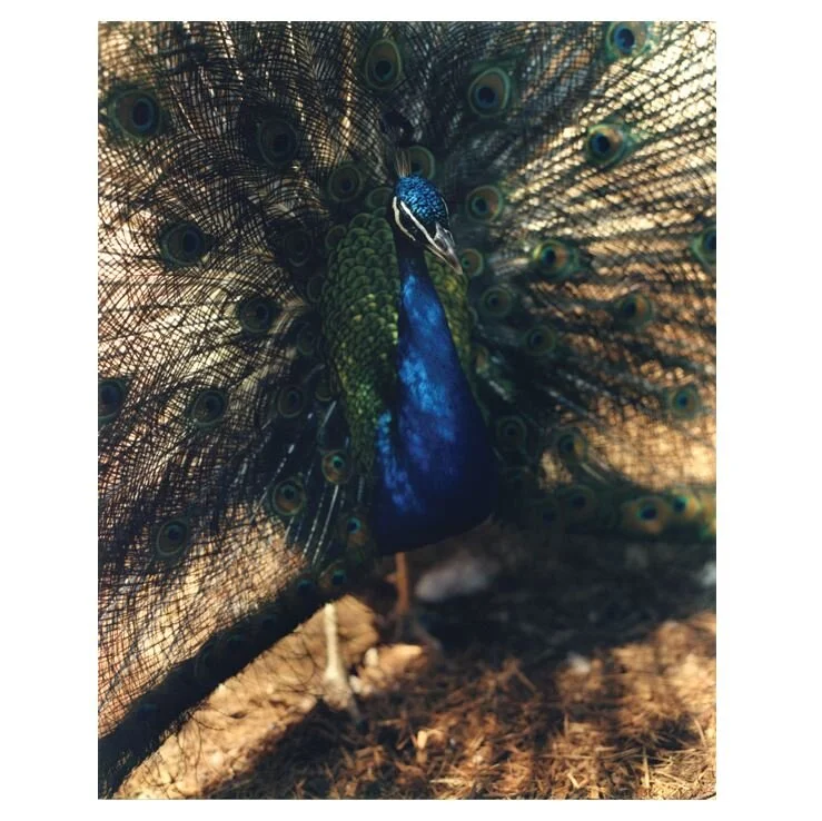 gregory-halpern-signed-print-magnum