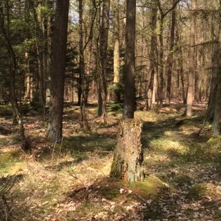 camouflaged-sensor.jpg