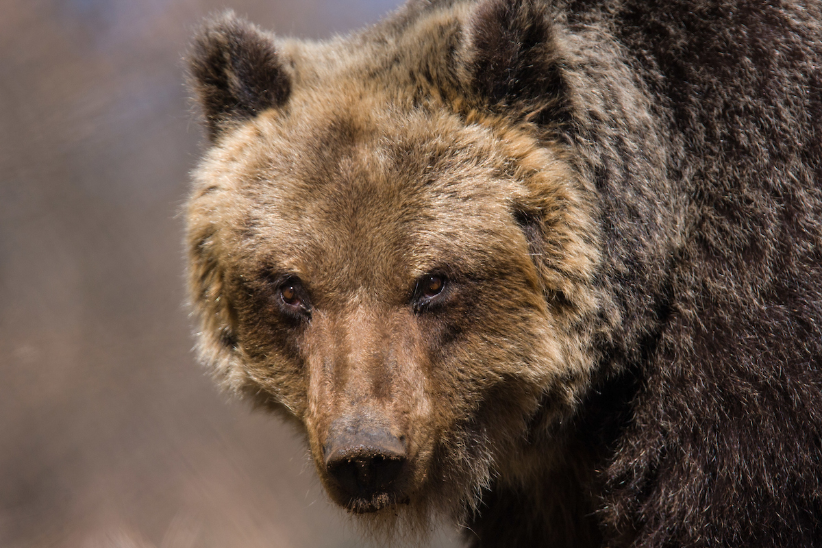 Marsican Brown Bear. Photo by Bruno D’Amicis, Rewilding Europe