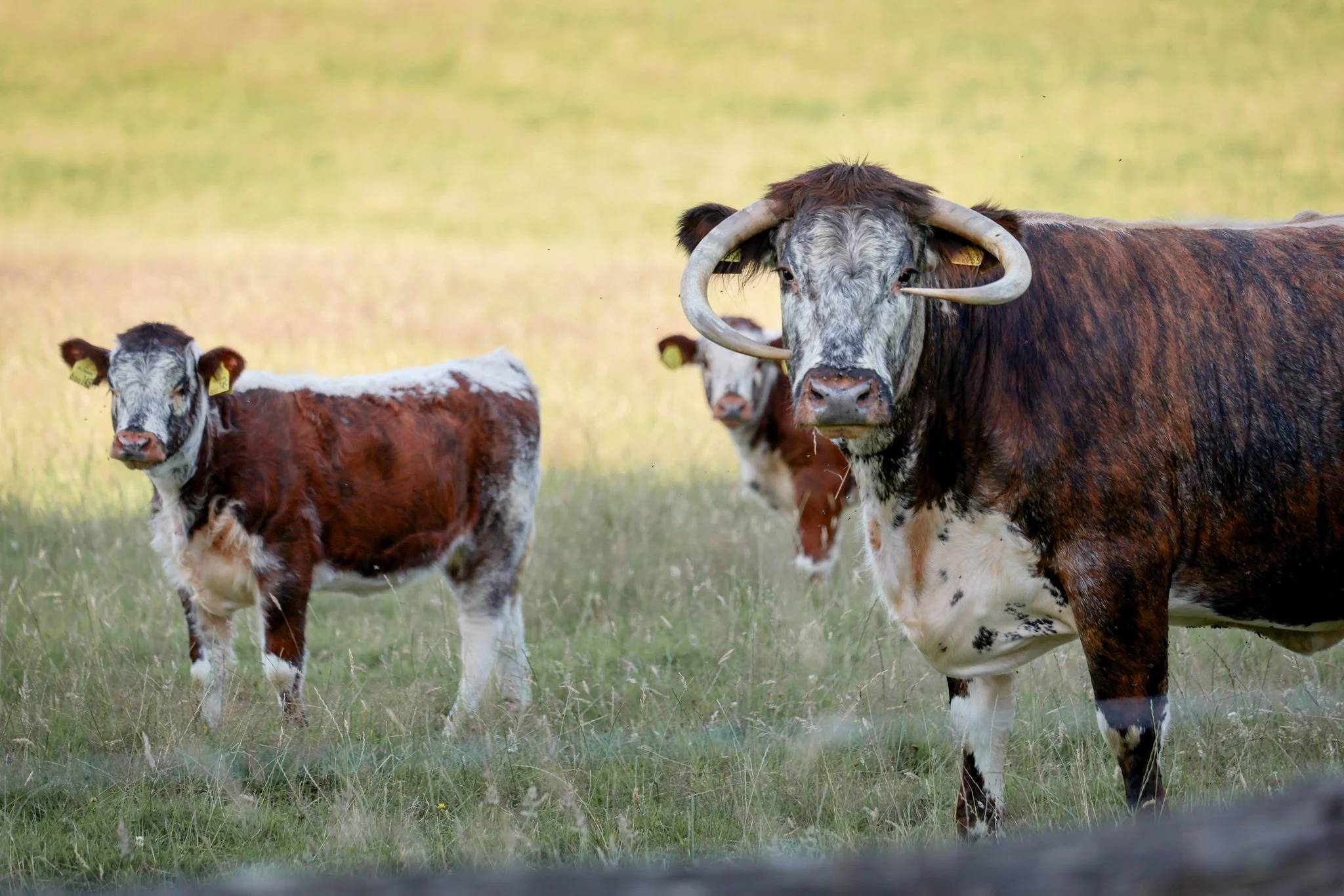 A group of cattle grazing on a grassy field, including a large cow with curved horns in the foreground and younger calves nearby, with a blurred background of green grass.