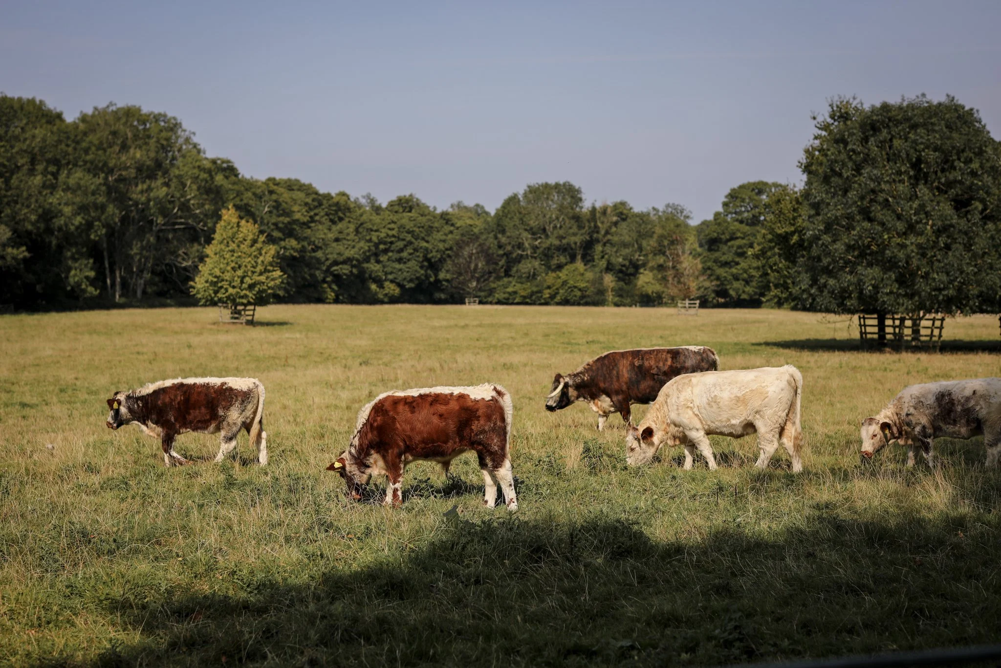 Cows grazing on a grassy field with a forested background under a clear blue sky.