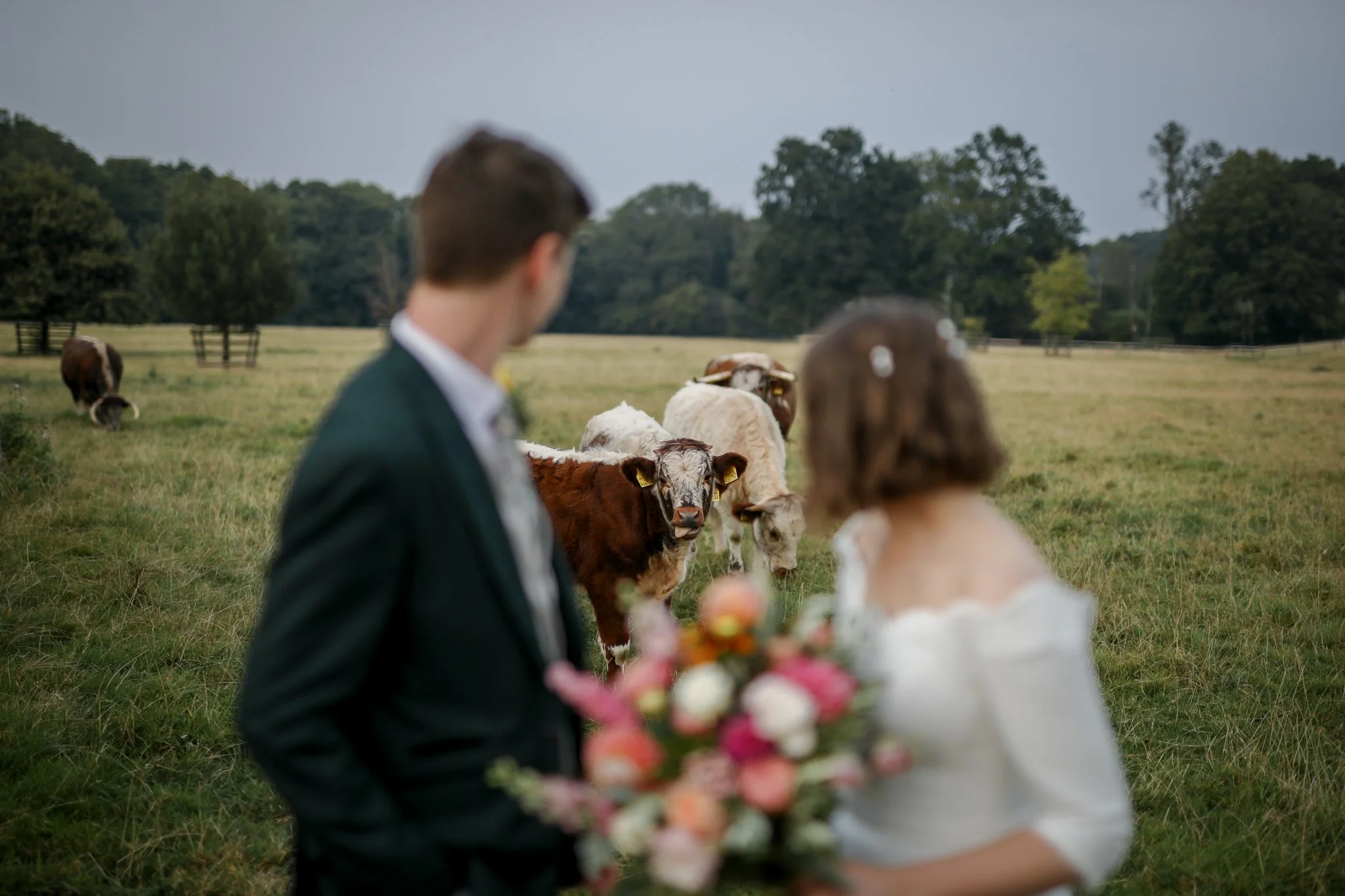 Blurred couple in formal attire standing in a grassy field with grazing cows and trees in the background.