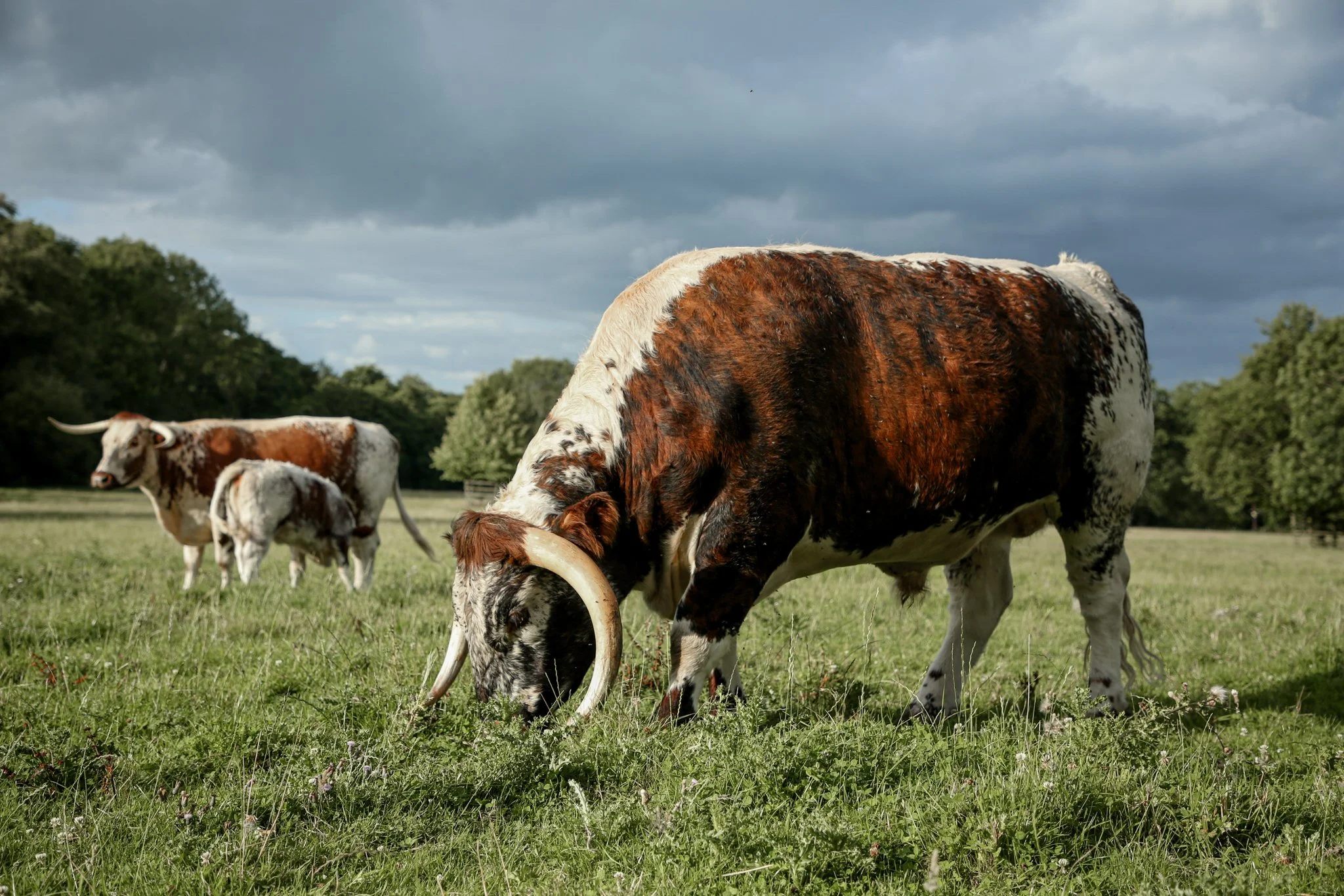 A group of cattle grazing on a grassy field under a cloudy sky.