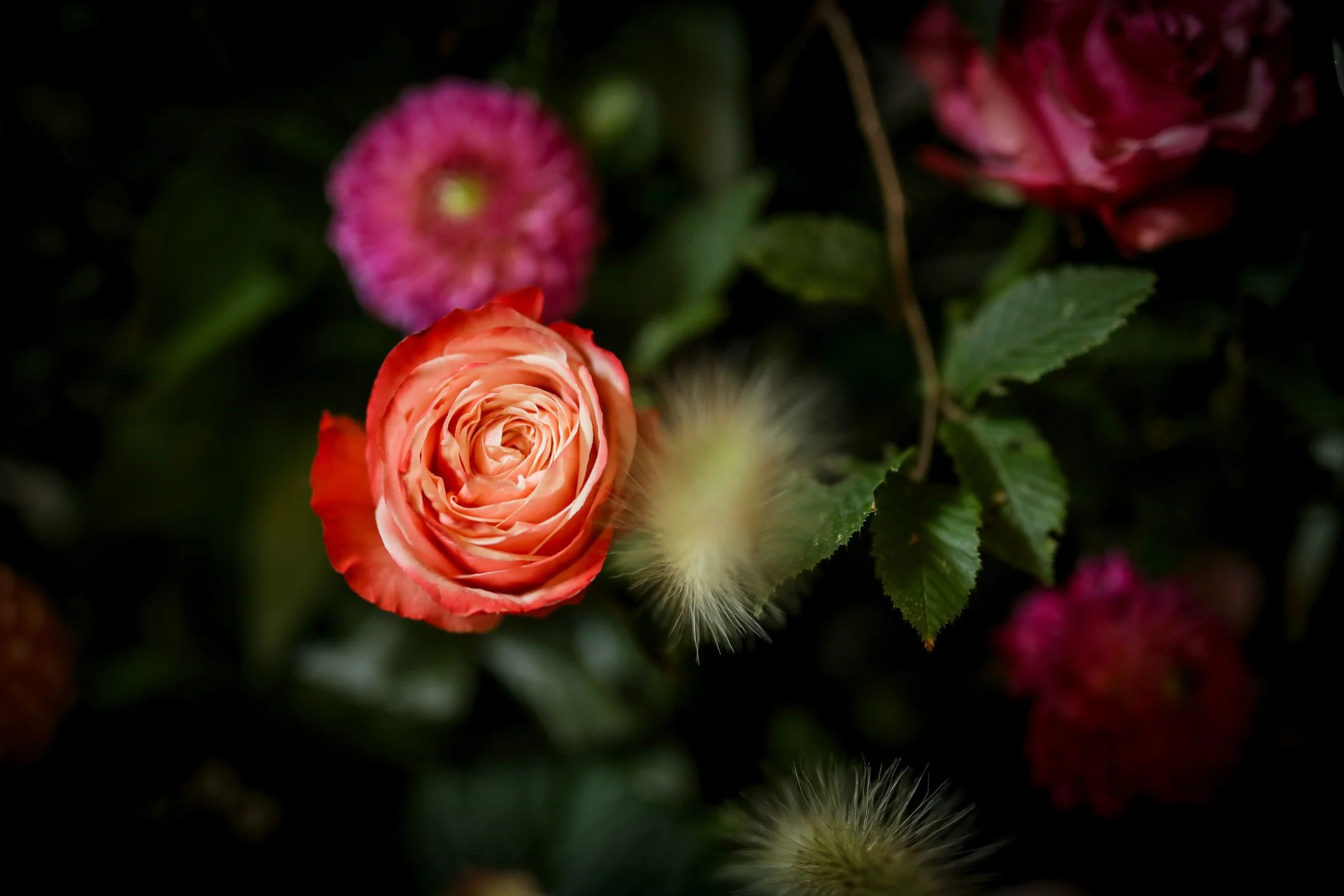 Close-up of a peach-colored rose, pink flowers, green leaves, and a fuzzy caterpillar on a leaf.