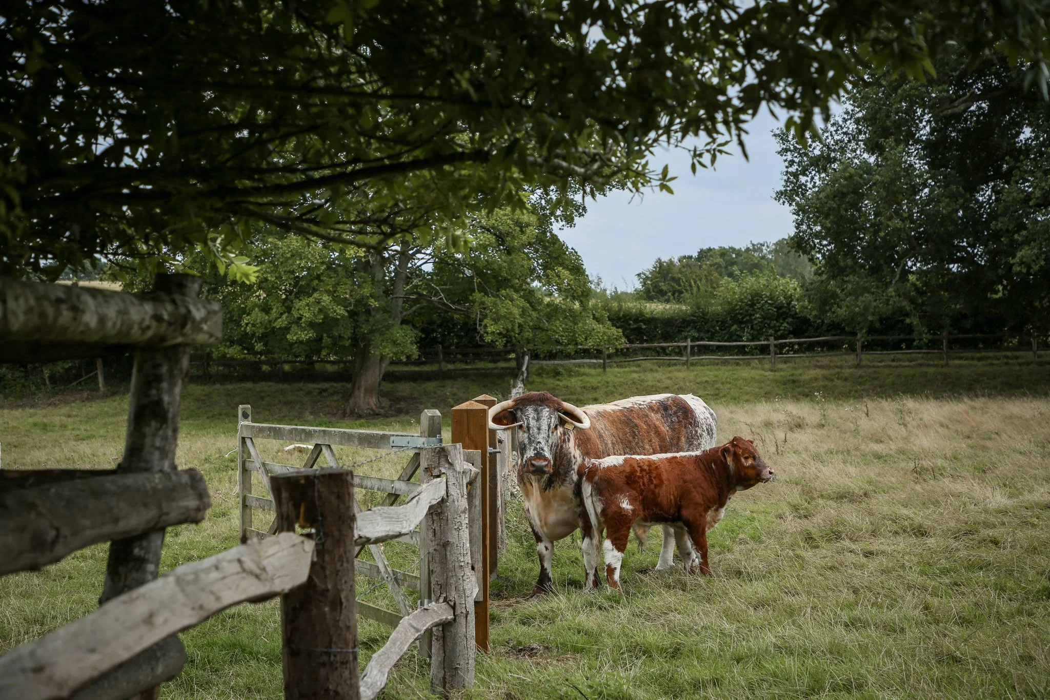 Cattle grazing in a fenced pasture with trees and a cloudy sky in the background.