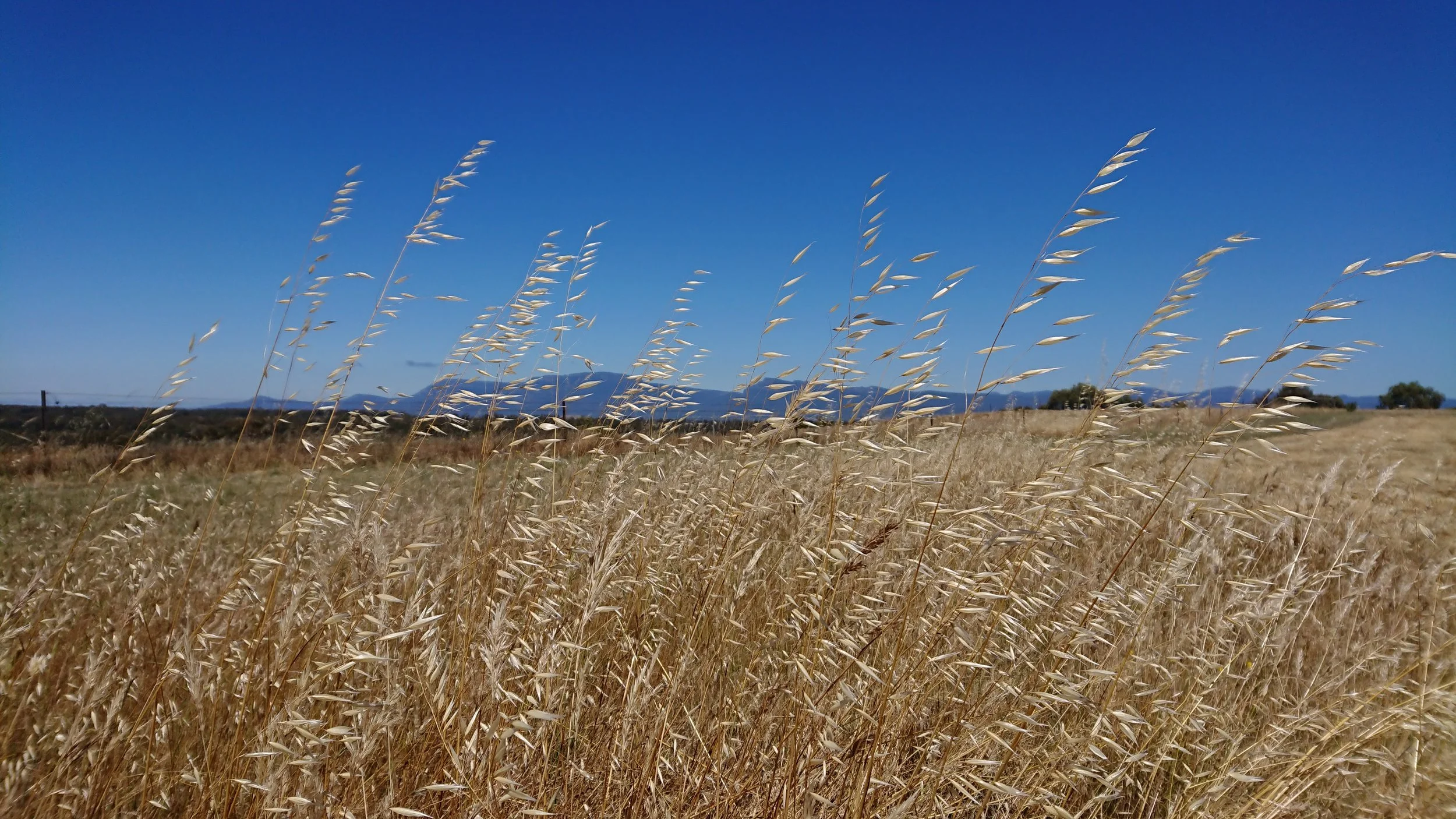 Grampians_Summer-grass.JPG