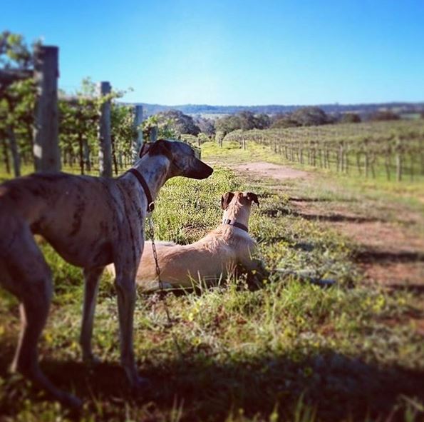 Dogs-looking-into-vineyard.JPG