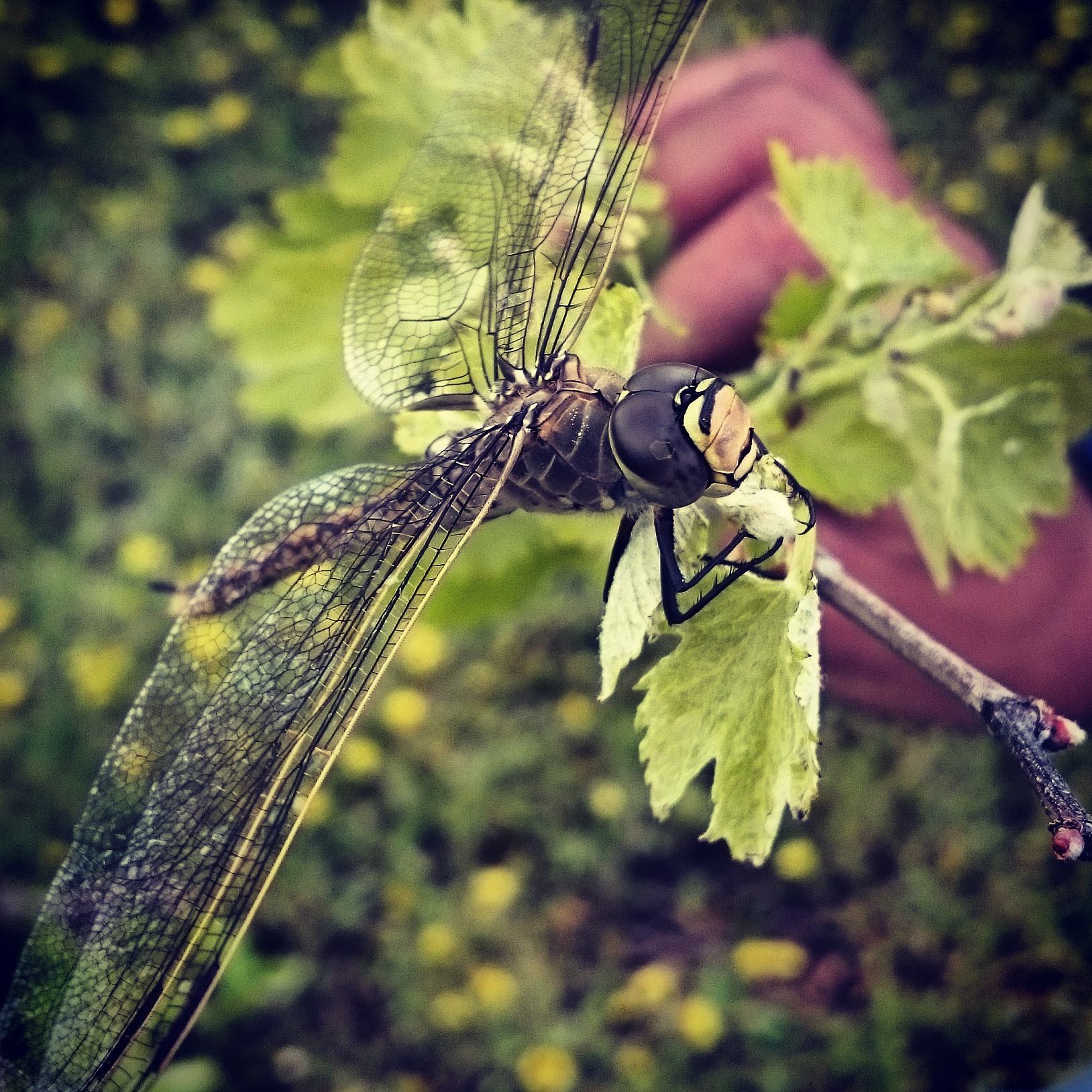 Dragonfly-on-vines.jpg