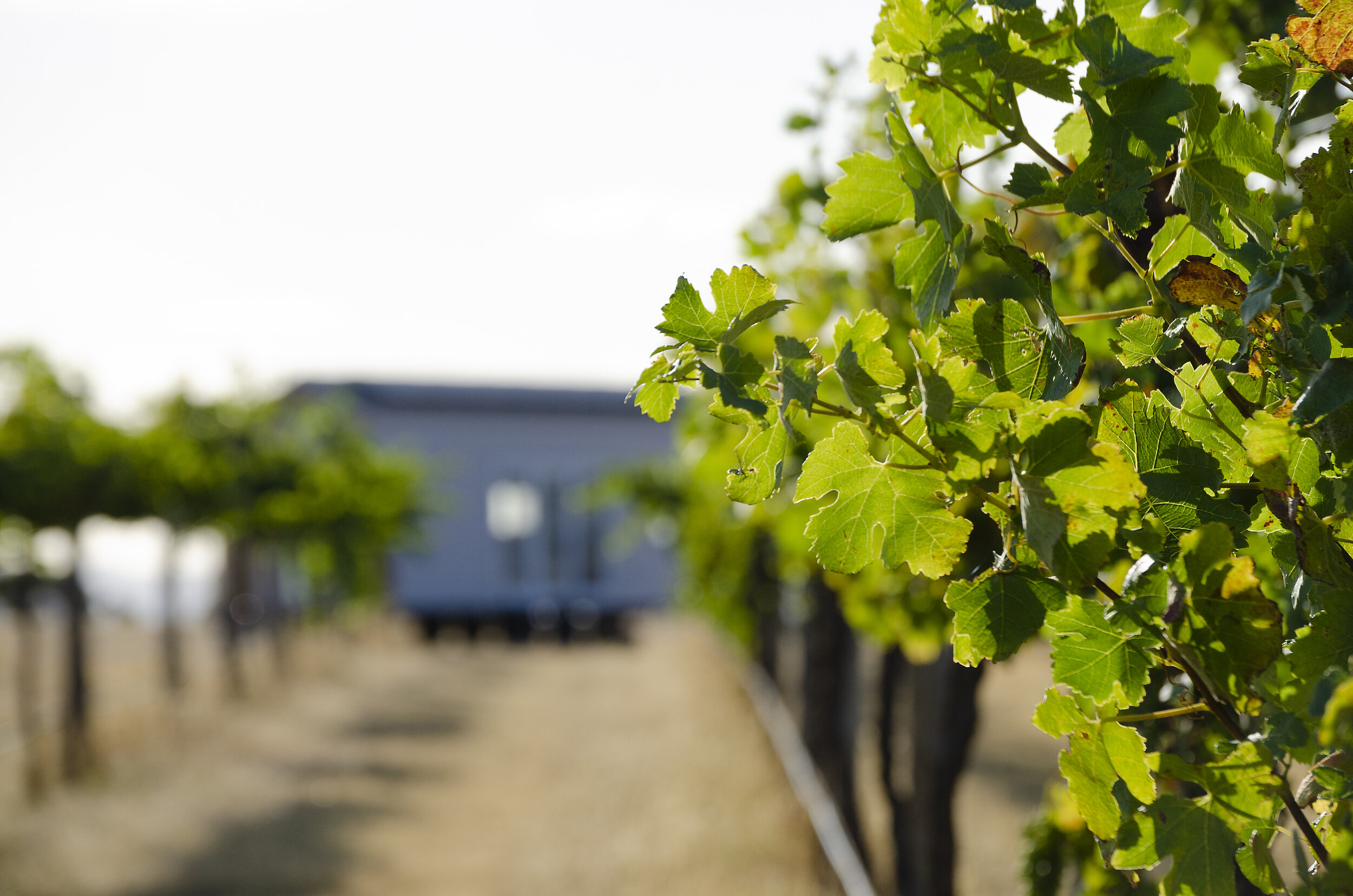 Shiraz vineyard in the Grampians Wine Region