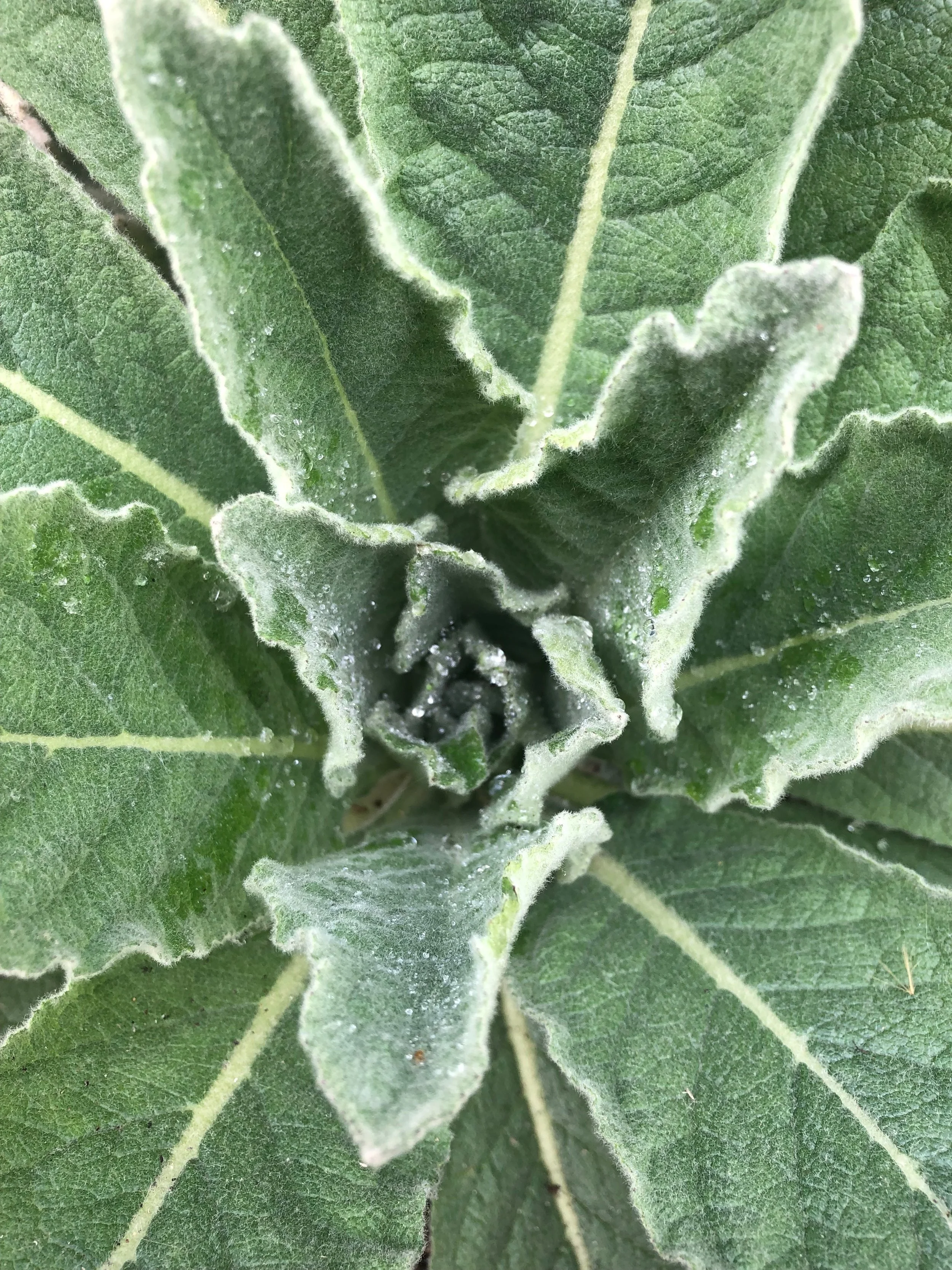 Mullein, Betty Patten, 2019.