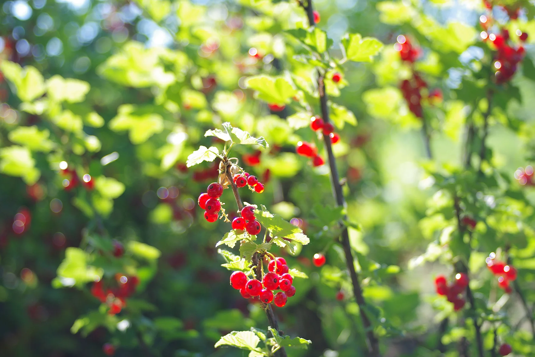 Redcurrants-web.jpg