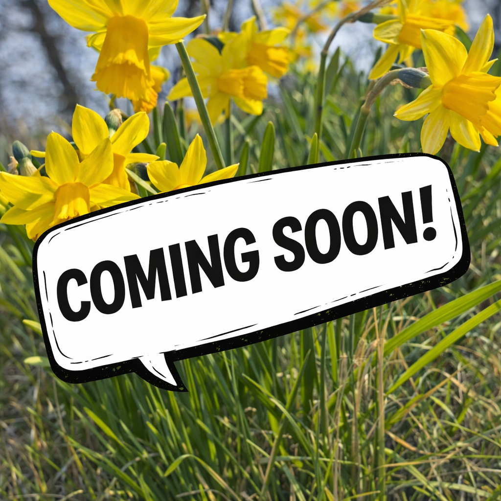 Freshly Picked Daffodils - March