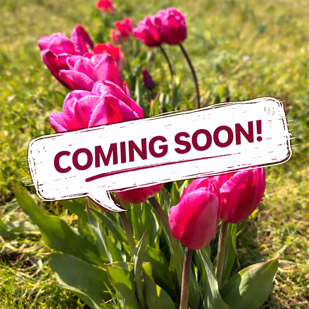 PYO Tulips - April