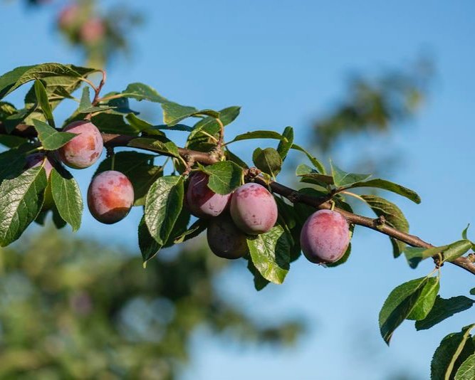PICKYOUROWN FRUIT — Felderland Pick Your Own