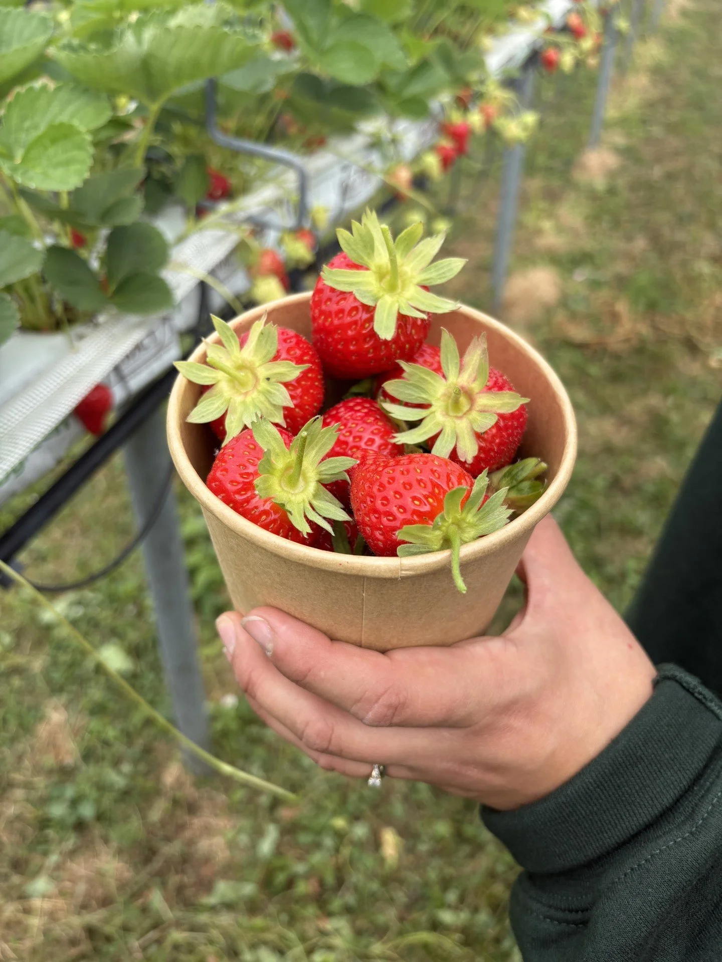punnet-strawberrries-hand