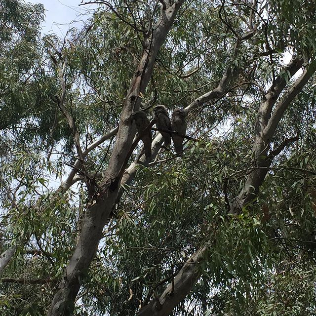 Over the year of our creekulum we&rsquo;ve felt the presence of Tawny Frogmouth... in term 2 year 1/2 learning community found hundreds of rain moth casings and speculated that maybe birds such as Tawny Frogmouth were having a feast. Then with 5/6s w