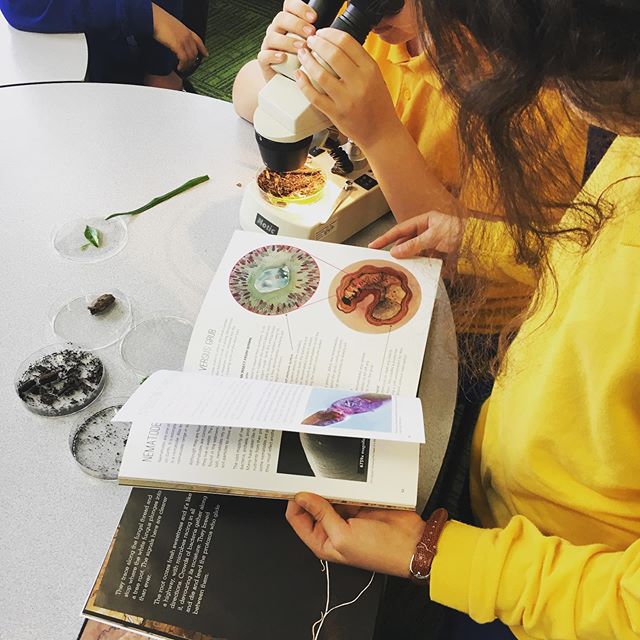 Young scientists investigating Merri Merri&rsquo;s soil under the microscope alongside &ldquo;Nema and the Xenos: A story of soil cycles&rdquo; by @scalefreenetwork written by @ailsawild and illustrated by @aviva_reed #soil #morelandprimaryschool #sc