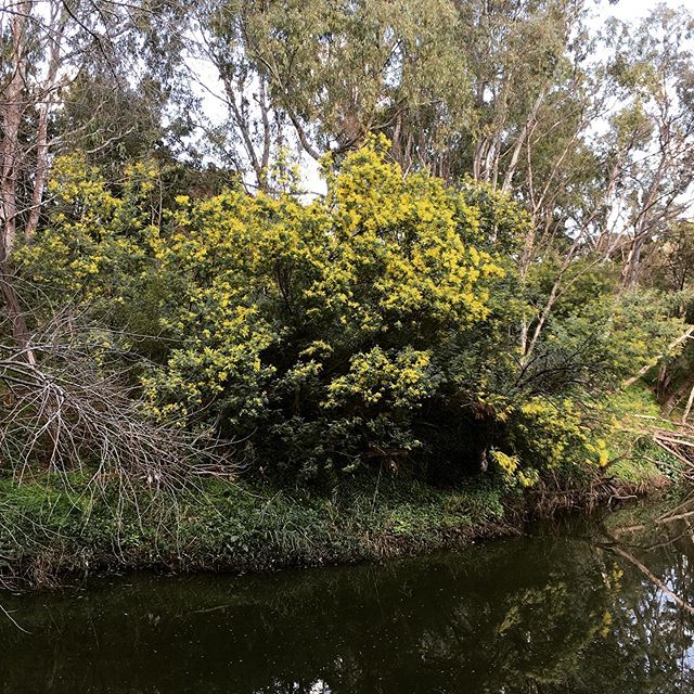 Bye bye warin and welcome guling! Have you seen the wattle blooming on Wurundjeri land? According to Aunty Joy Murphy&rsquo;s 7 seasons calendar we&rsquo;re moving from warin to guling season also known as orchid season #wurundjeriseasons #wurundjeri