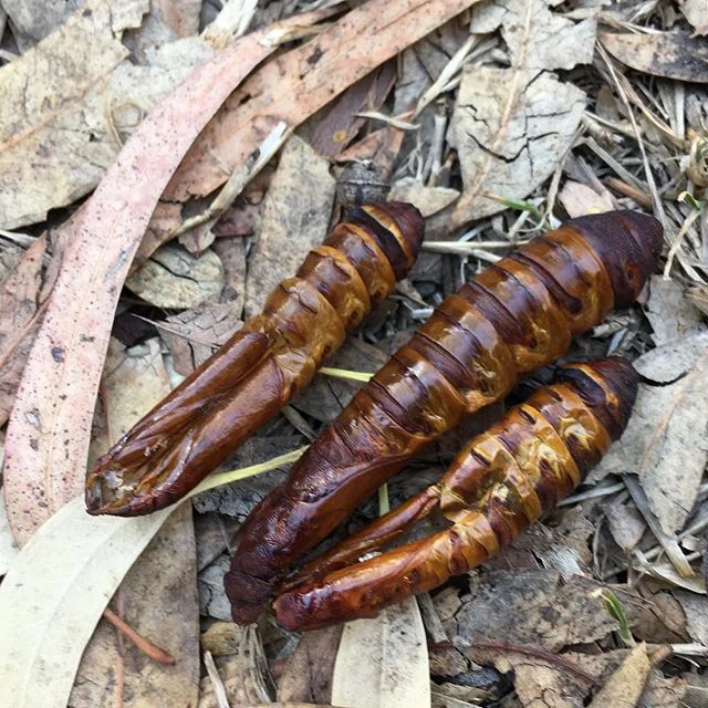 It&rsquo;s #mothweek and we&rsquo;re still remembering our encounters with rain moths at Merri Merri Creek in Warin season. We never got to see a moth, but we saw hundreds of the casings and tunnels they left behind. After living for years undergroun