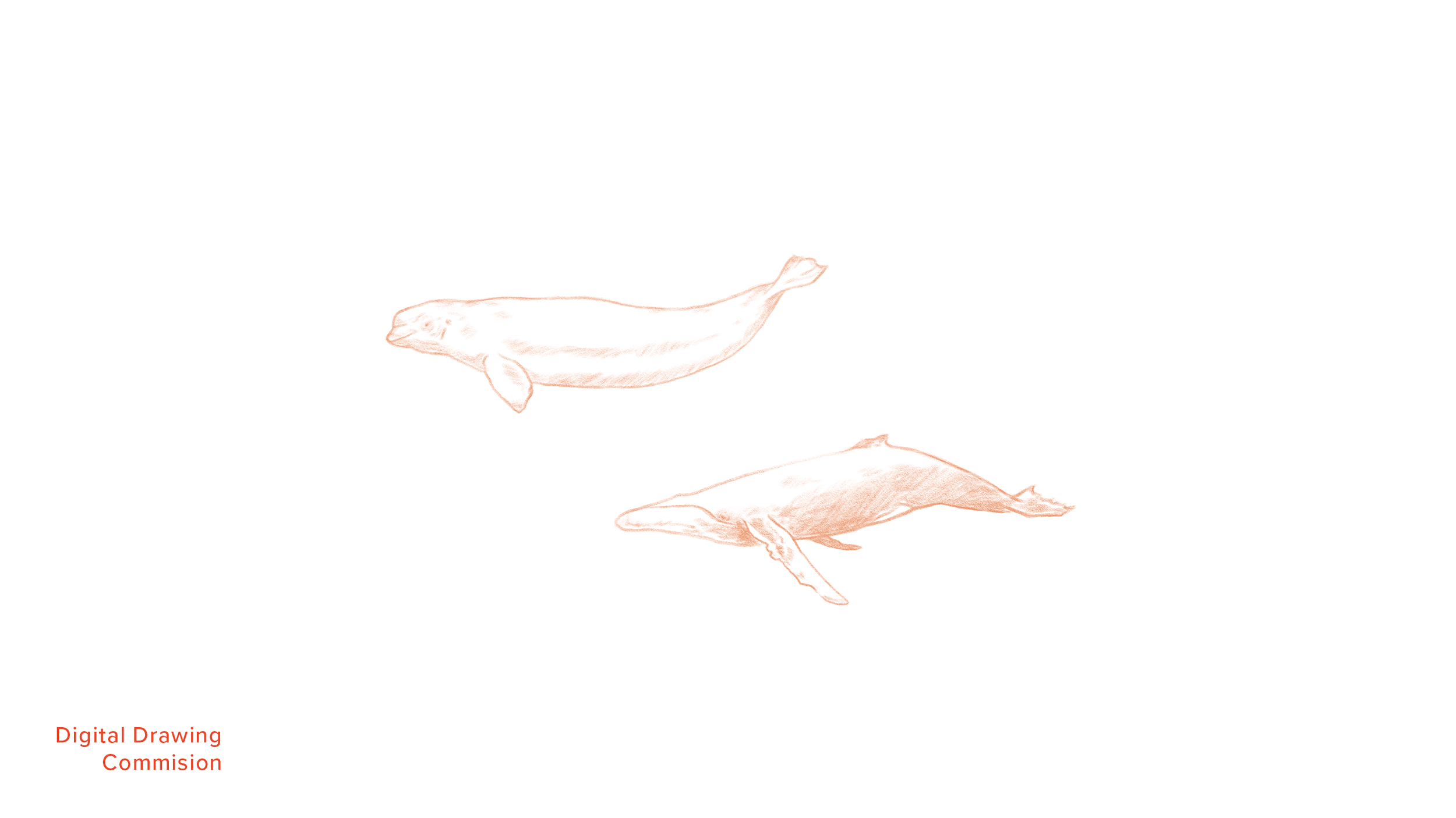 WHALES.png
