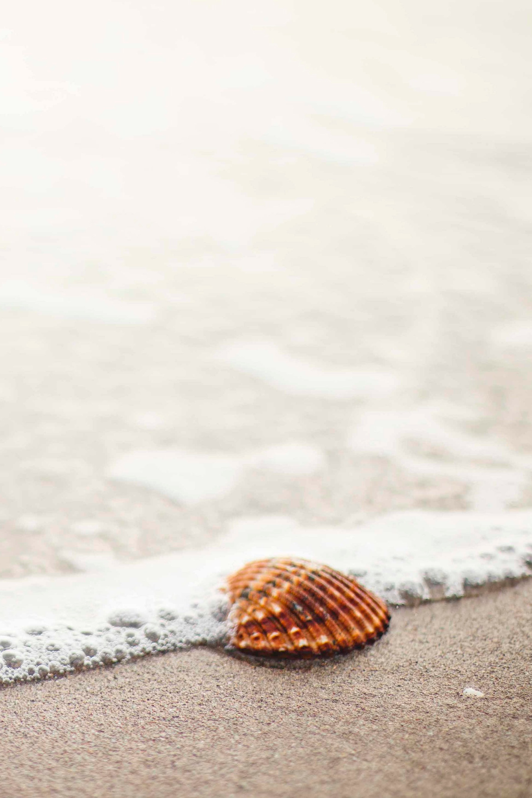 Sea-Shell.jpg