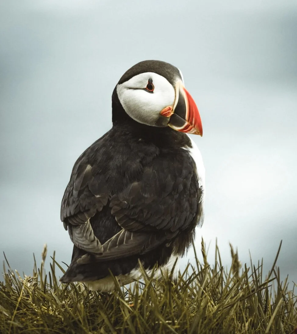 Integrative Medicine In Psychiatry (Slideshow)