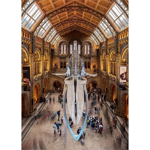 HOPE.
.
The blue whale skeleton hanging in the Hintze Hall at The Natural History Museum, London.
.
.
Shot with #Sony Alpha #A7riii with #Zeiss #BATIS 18mm, 3.2s, f11, ISO100.
.
.
#explore_britain #SonyImages #global_hotshotz #UKpotd #gloriousbritain