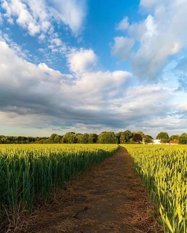 When the sun shines following an afternoon of rain.
.
Palgrave, #Suffolk.
.
.
Shot with #Sony Alpha #A7riii with #Zeiss 18mm, Kase polariser.
.
.
#explore_britain #SonyImages #landscape_captures #global_hotshotz #UKpotd #gloriousbritain #just_FEATURE