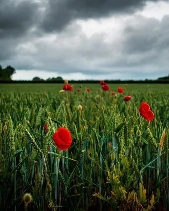 Finally found sound poppies.
.
.
Shot with #Sony #rx100iii.
.
.
#explore_britain #SonyImages #landscape_captures #global_hotshotz #UKpotd #gloriousbritain #just_FEATURES  #1ukshot #photocrowd #A7riv #lensbible #jessopsmoment  #longexposure #LoveGreat