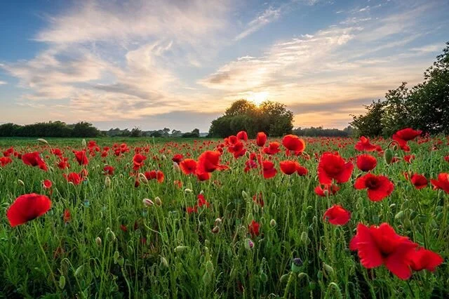 Poppies.
.
.
Shot with #Sony Alpha #A7riii with #Zeiss 18mm, Kase 0.6 medium grad.
.
.
#explore_britain #SonyImages #landscape_captures #global_hotshotz #UKpotd #gloriousbritain #just_FEATURES  #1ukshot #photocrowd #A7riv #lensbible #jessopsmoment  #