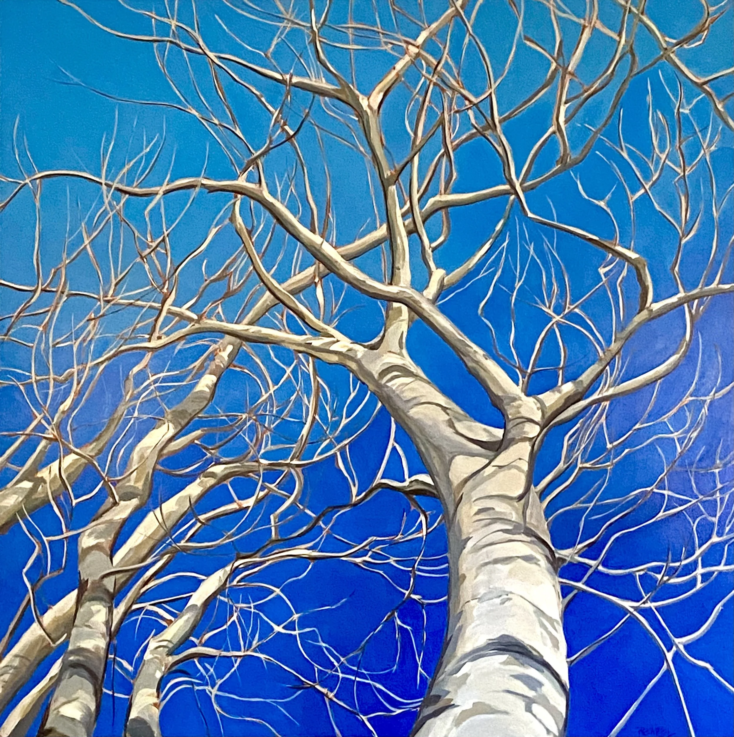 Birch