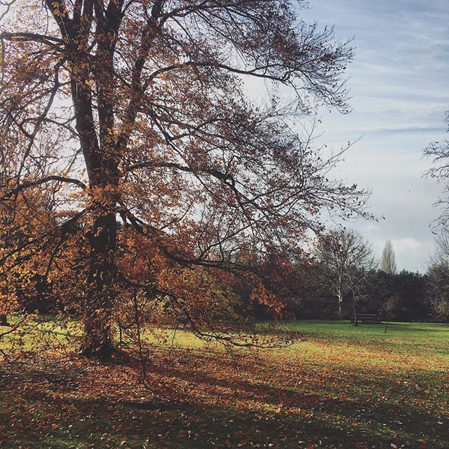 not too cold to admire the gorgeous leaves in the Deer Park... #peterhouse #peterhousemcr #cambridge #autumn #butwherearethedeer