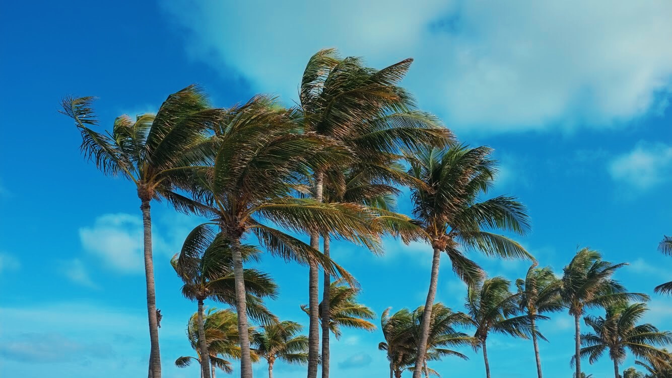 Palm Tree.JPG