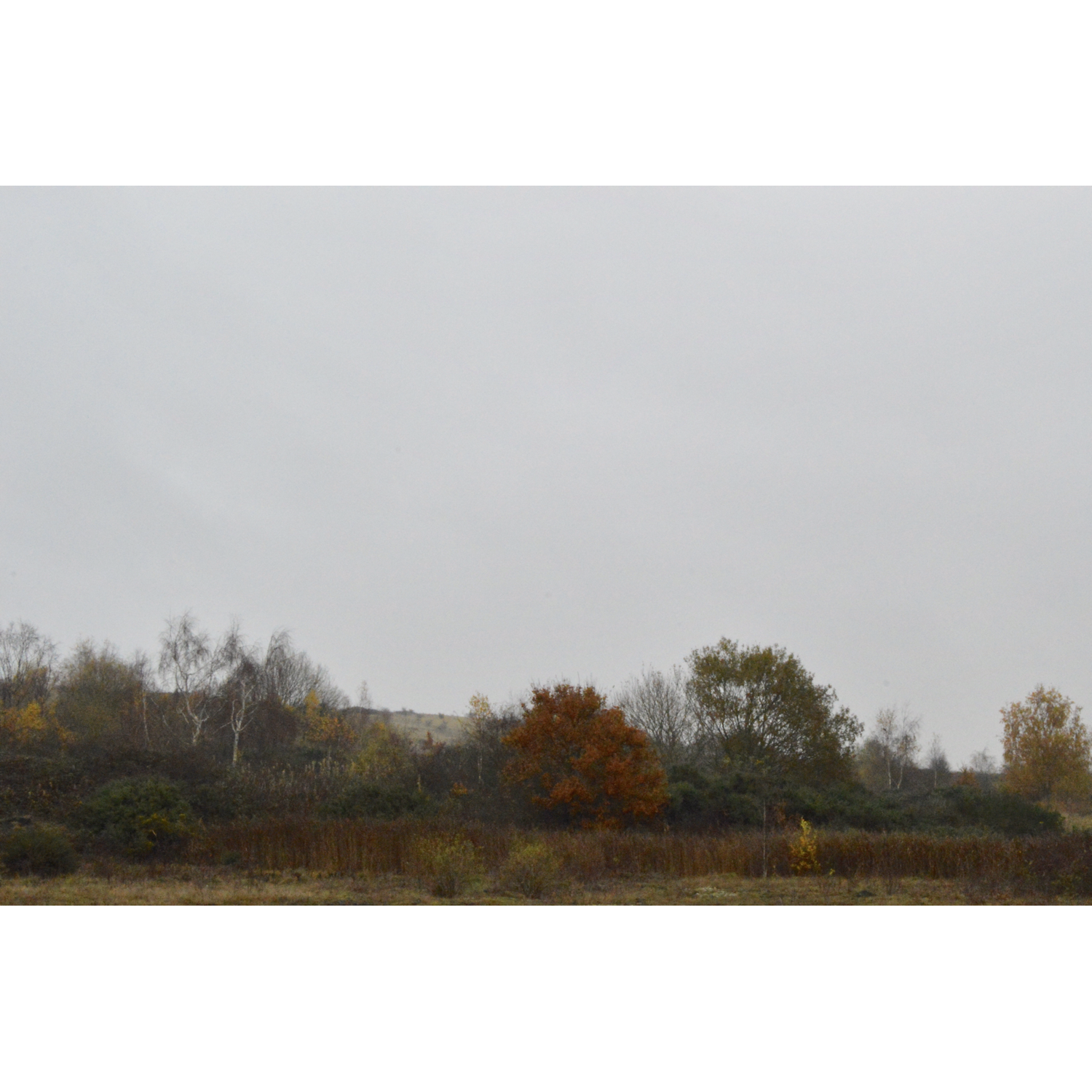 IMG_3395.png