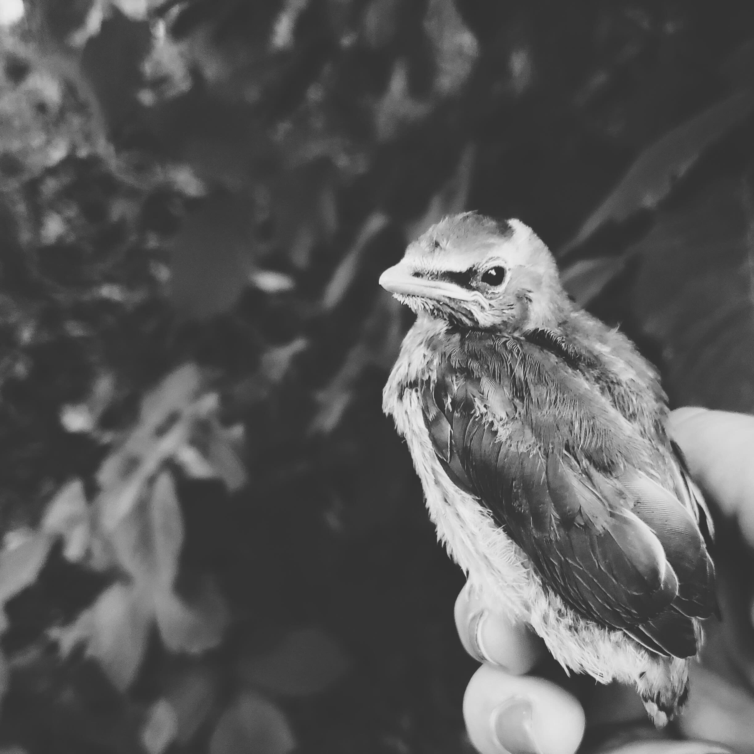 Last summer this sweet bird found its way into my hand before flying away &amp; I realized I&rsquo;d never shared this Snow White moment on the grid, and now seemed like a great time while I break from WWTS mentorship reading. Also, a SIX update&mdas