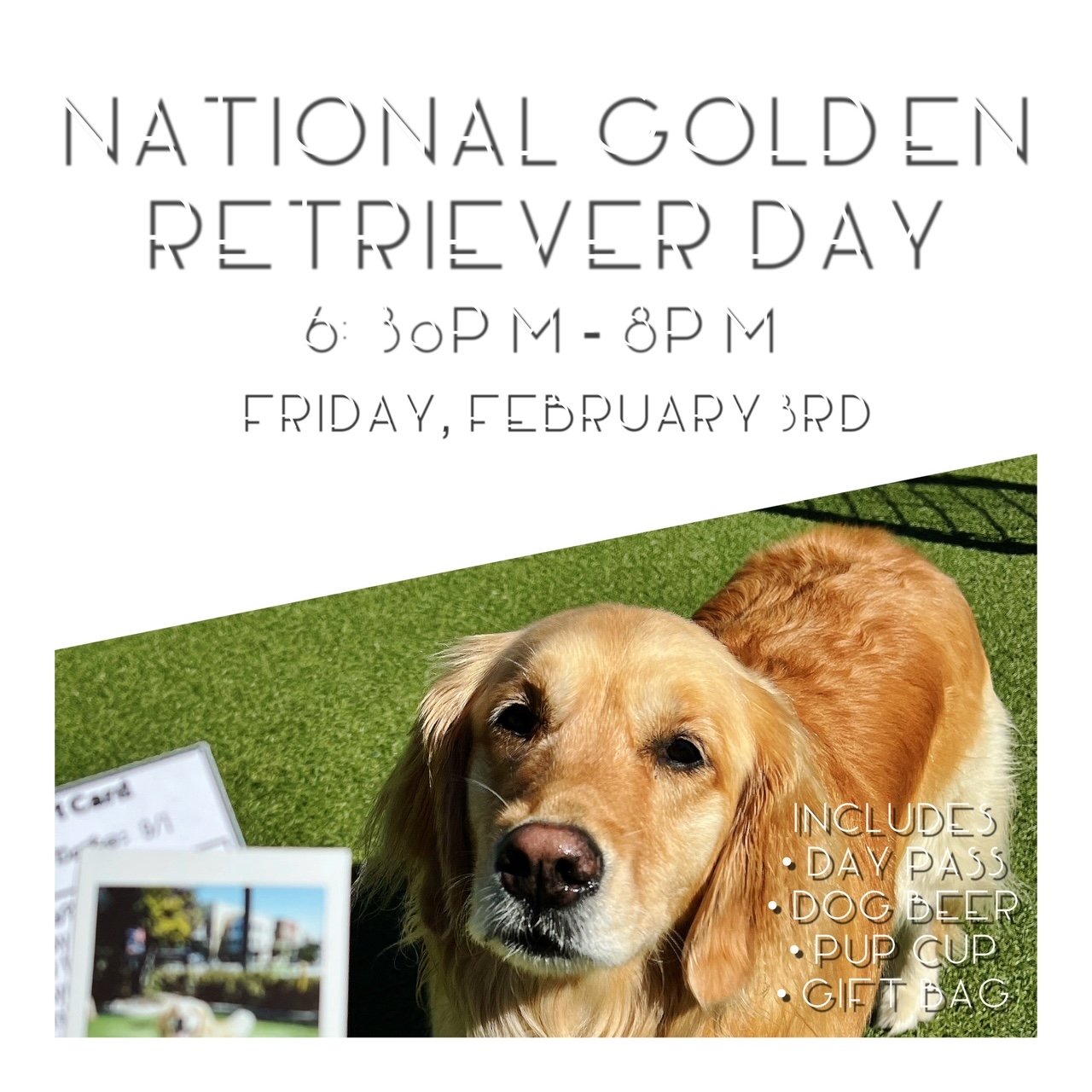 National Golden Retriever Day Barkhaus