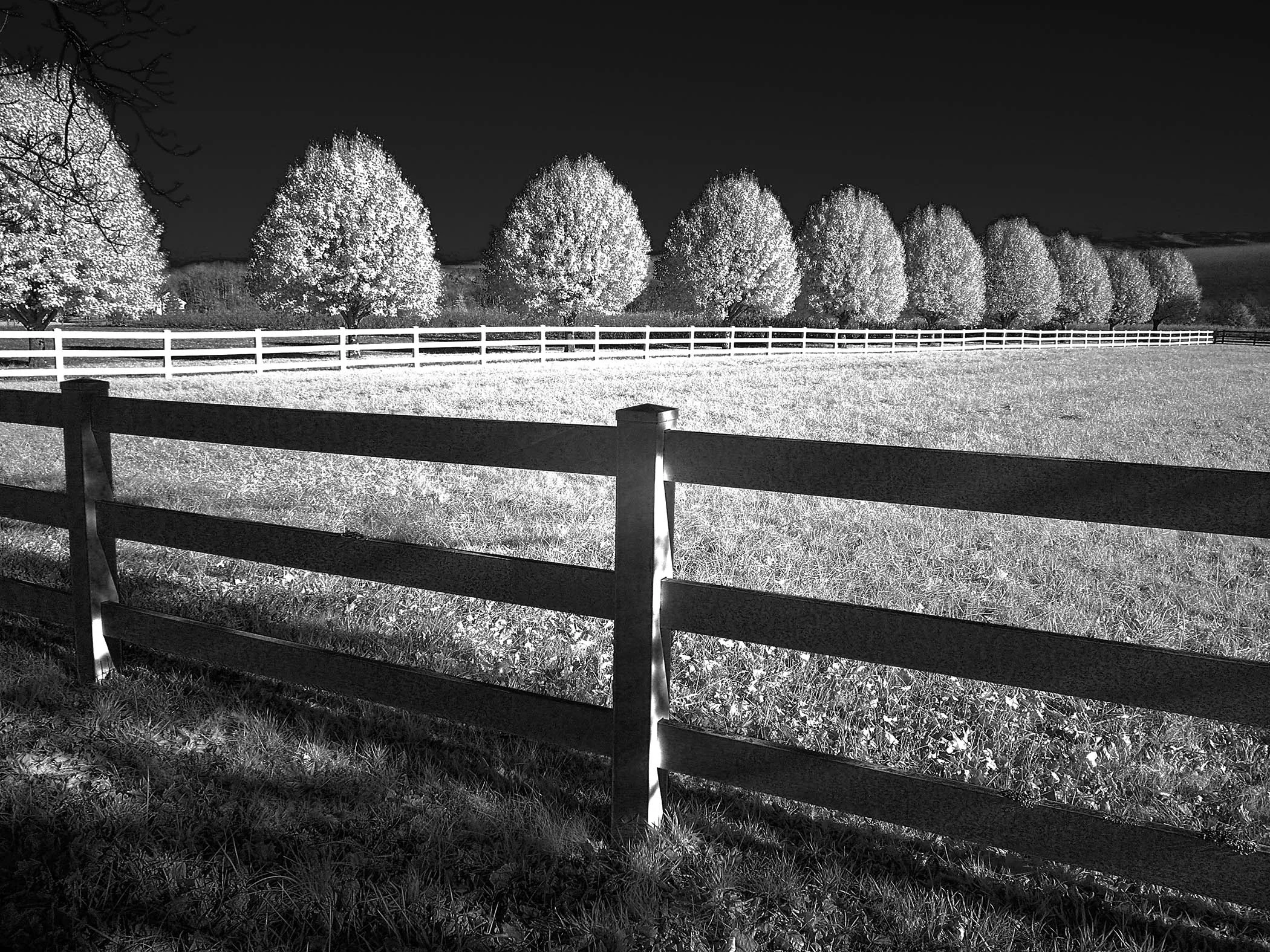 Infrared Trees with Fence