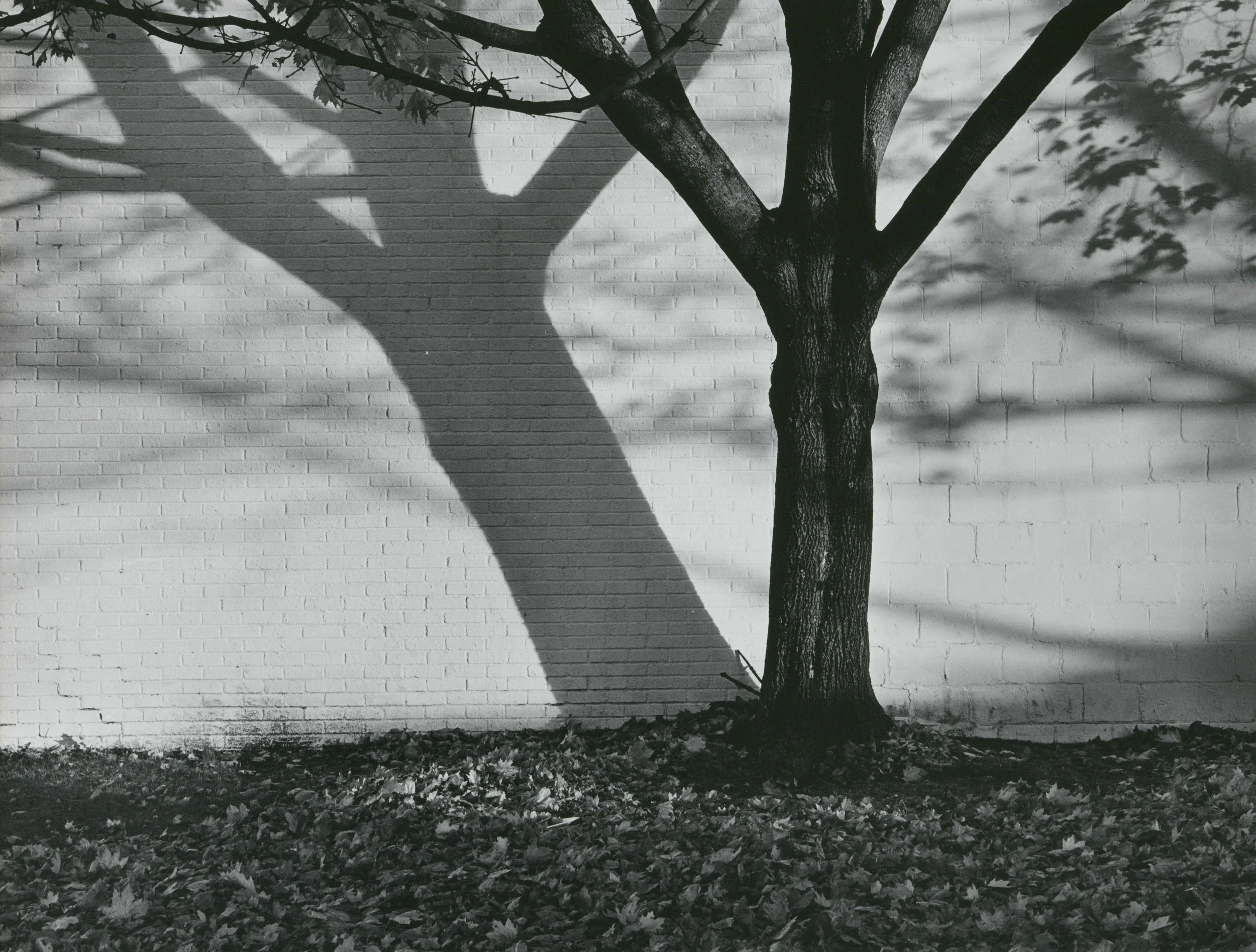 Tree and my Shadow.jpg
