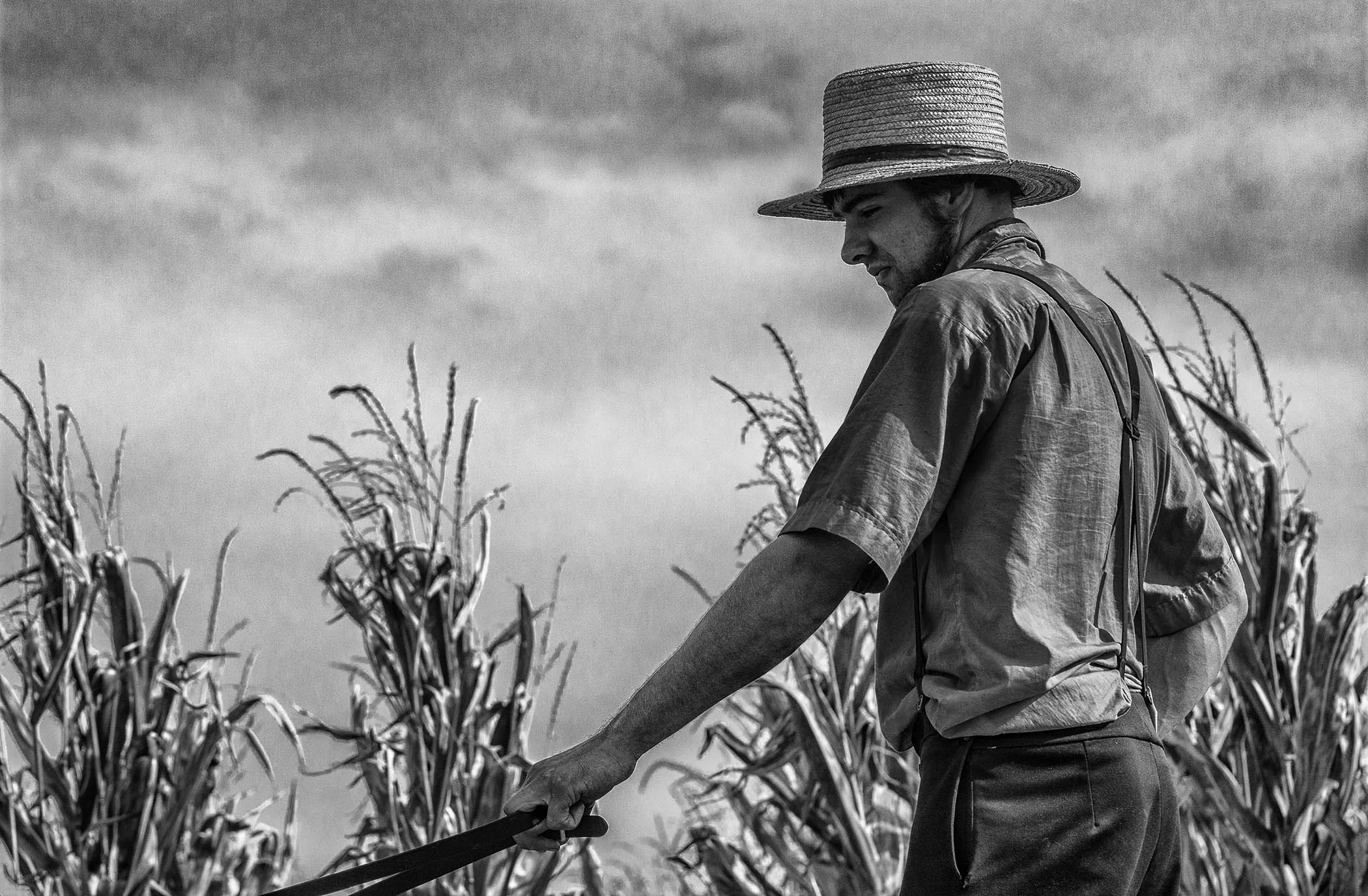 Amish Corn Harvest.jpg