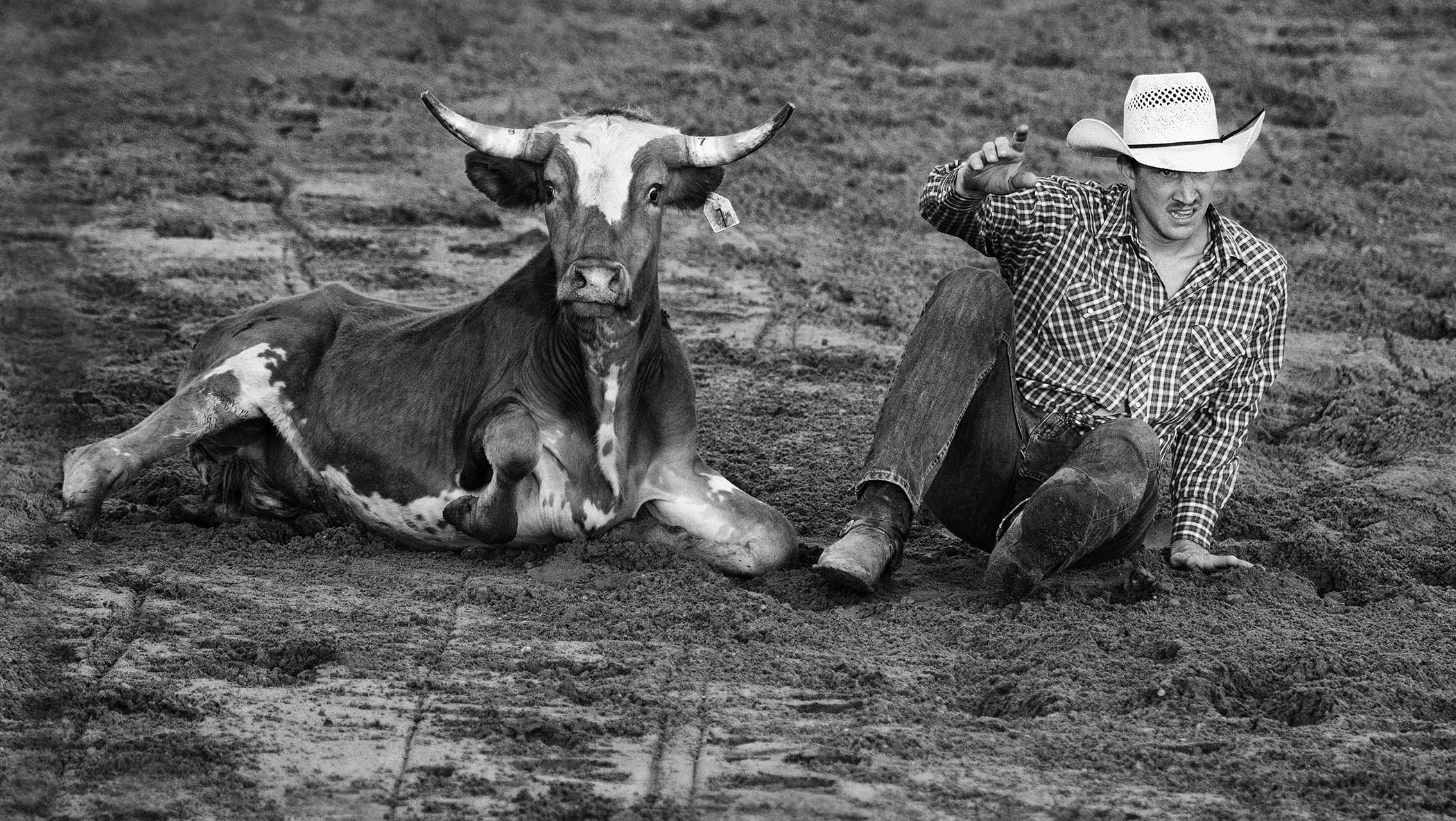 Cow and Cowboy Sitting.jpg