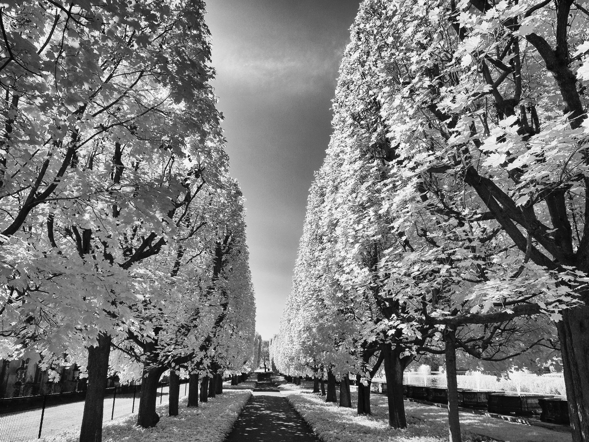 tree path8x10.jpg