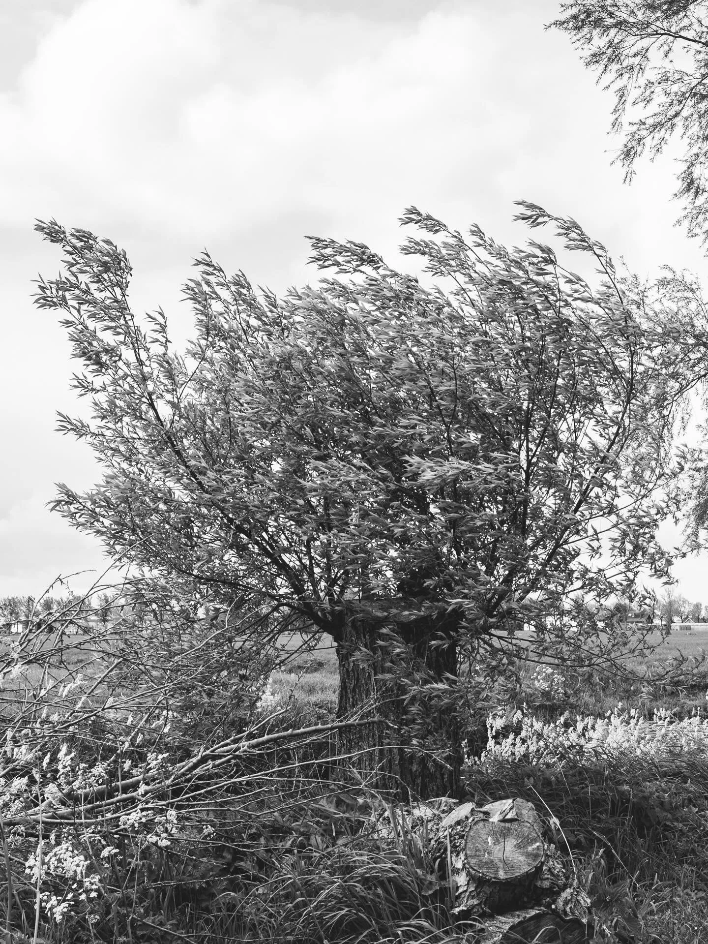 Willow trees
#willowtrees #bnwtrees #bonaterra