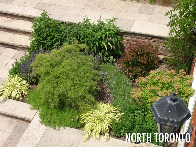 NORTH TORONTO2.jpg