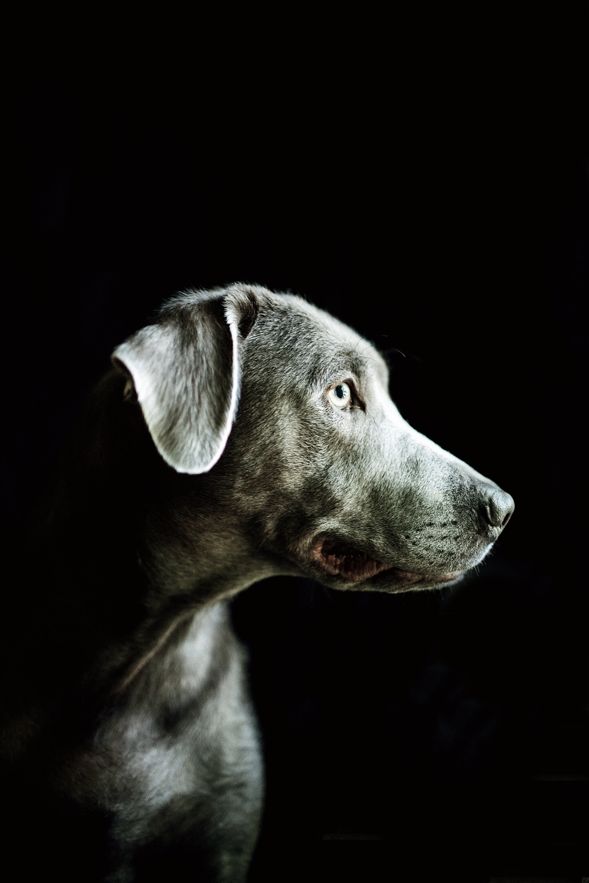 Pedro - Calm and wise, Pedro is the perfect companion for an older individual looking for a less active experience. Responds well to commands and has a gorgeous, lustrous coat.